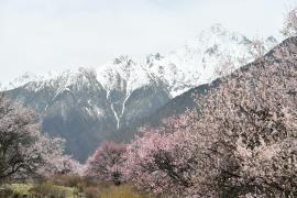  西藏小“江南”桃花盛放